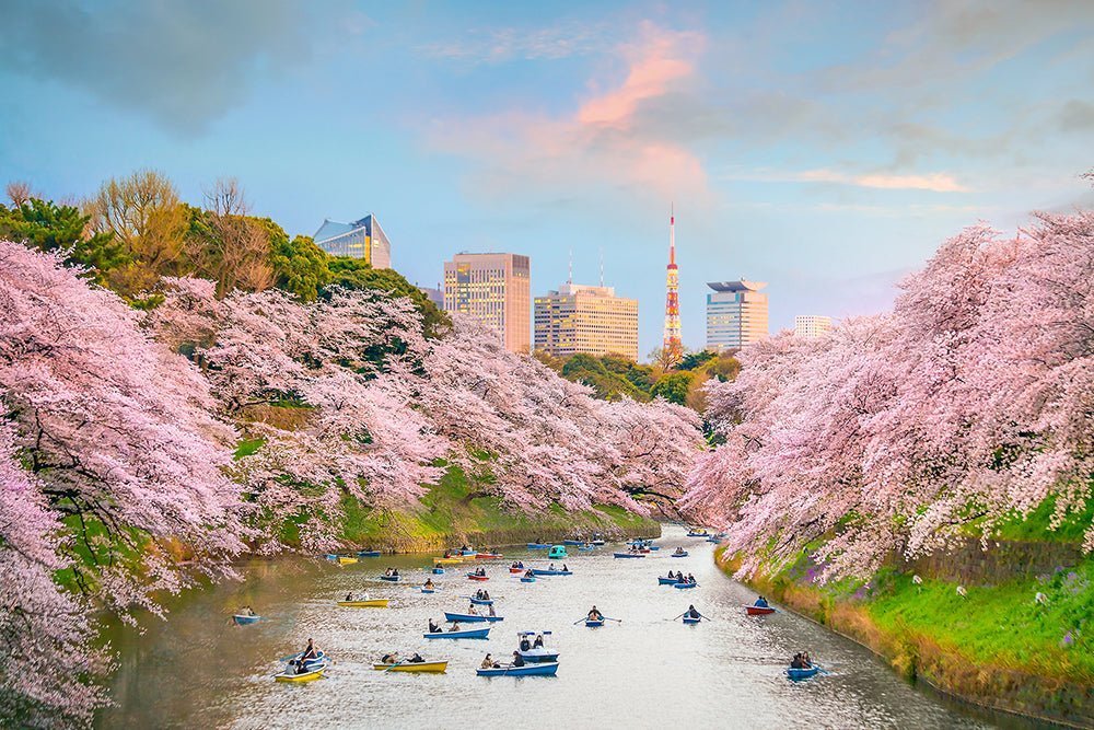 花見 — The Reason Cherry Blossoms Matter - The Wabi Sabi Shop