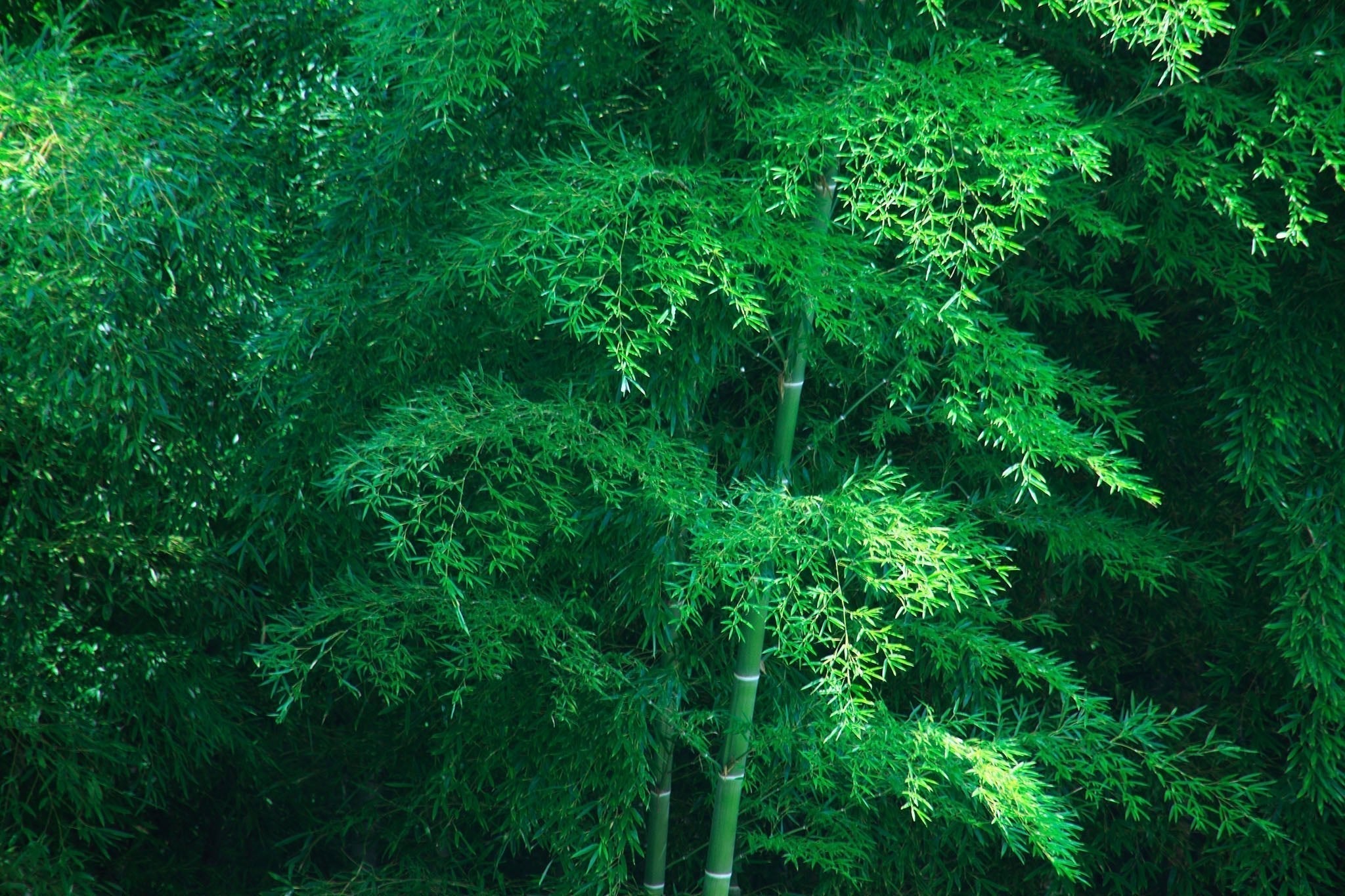 竹の花 — When Bamboo Blooms - The Wabi Sabi Shop